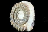 Devonian Ammonite (Anetoceras) - Morocco #68788-1